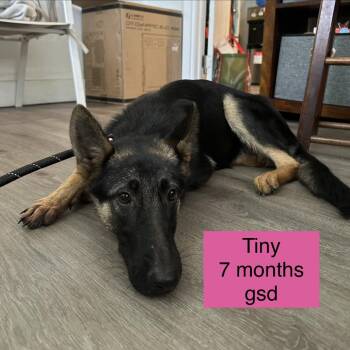 Tiny -  German Shepherd Dog Dog for Adoption in Tampa, Florida - Tiny | PetCurious