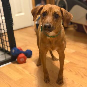 Farley -  Dachshund and Terrier Dog for Adoption in New Orleans, Louisiana - Farley | PetCurious