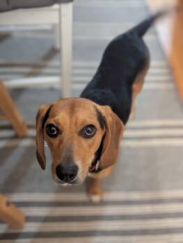Cooper -  Beagle Dog for Adoption in Minneapolis, Minnesota - Cooper | PetCurious
