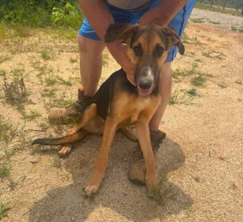 Axel -  Hound and Shepherd Dog for Adoption in Aiken, South Carolina - Axel | PetCurious