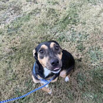 Rescue Manchester Terrier Dogs for Adoption in Holly Springs, Mississippi - Lexi | PetCurious