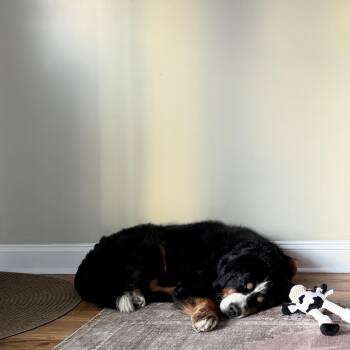 Bunsen -  Bernese Mountain Dog Dog for Adoption in Skokie, Illinois - Bunsen | PetCurious