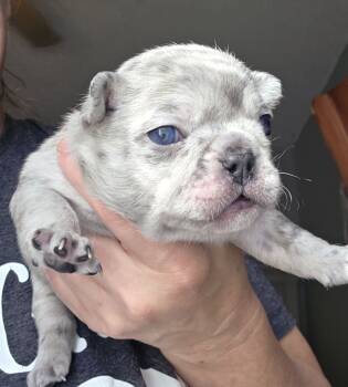 Blitz, Agnes, Ava -  French Bulldog Dog for Sale in Fort Myers, Florida - Blitz, Agnes, Ava | PetCurious