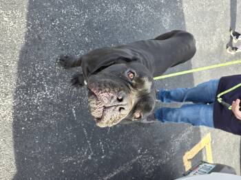 Cane Corso Dogs Available for Adoption in Merrillville, Indiana - Kratos | PetCurious