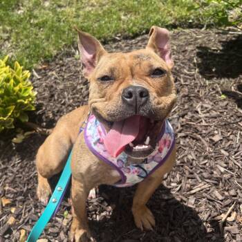 Asha -  French Bulldog and Mixed Breed Dog for Adoption in Allentown, Pennsylvania - Asha | PetCurious