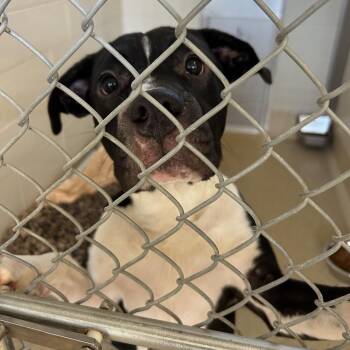 Gourd -  Pit Bull Terrier Dog for Adoption in Bristol, Indiana - Gourd | PetCurious