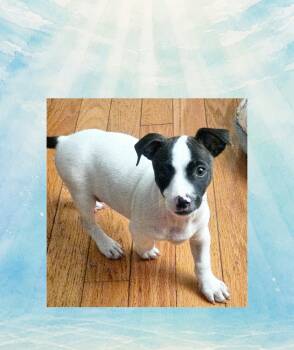 Dr. Pepper -  Bull Terrier Dog for Adoption in Lake Geneva, Wisconsin - Dr. Pepper | PetCurious