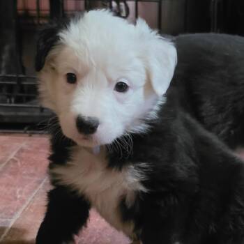 Dutch -  Australian Shepherd Dog for Adoption in Phoenix, Arizona - Dutch | PetCurious