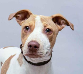 Hound Dogs Available for Adoption - Mufasa | PetCurious