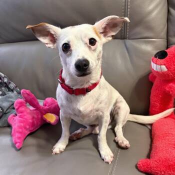 Moose -  Chihuahua and Jack Russell Terrier Dog for Adoption in Corpus Christi, Texas - Moose | PetCurious
