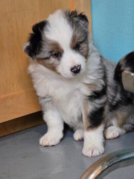 MA4 Aster -  Australian Shepherd Dog Available for Adoption in Ashland, Wisconsin - MA4 Aster | PetCurious