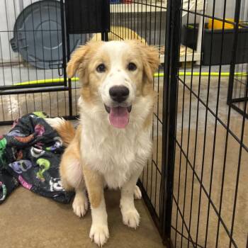 Piper -  Retriever and Collie Dog for Adoption in Parrish, Alabama - Piper | PetCurious