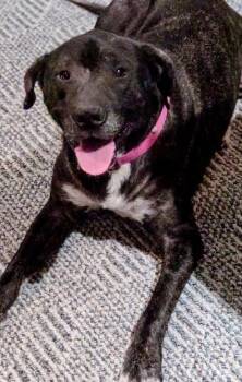 Boxer and Terrier Dogs Available for Adoption in Omaha, Nebraska - Star | PetCurious