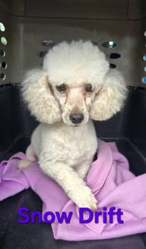 Snow Drift -  Poodle Dog for Adoption in Seaford, Delaware - Snow Drift | PetCurious