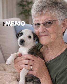 Australian Shepherd and Great Pyrenees Dogs Available for Adoption in Irving, Texas - Nemo | PetCurious