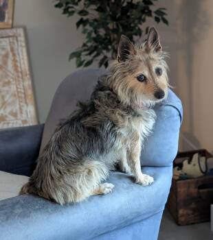 Terrier and Yorkshire Terrier Dogs Available for Adoption in Scottsdale, Arizona - Tori | PetCurious