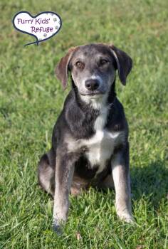 Laney -  Husky Dog for Adoption in Lee