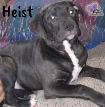 Mixed Breed Dogs Available for Adoption - Heist - Cops & Robbers Litter | PetCurious