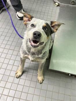 Australian Cattle Dog Blue Heeler and Mixed Breed Dogs Available for Adoption - SALSA | PetCurious