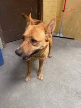 RED -  Chow Chow Dog for Adoption in Stockton, California - RED | PetCurious