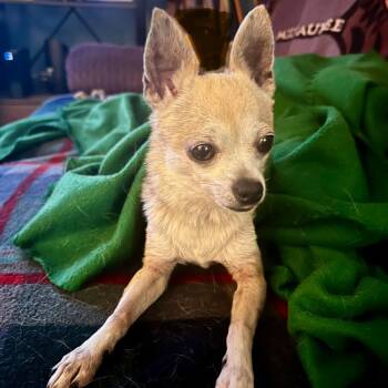 Rescue Chihuahua and Pomeranian Dogs for Adoption in Saint George, Vermont - Marcelo | PetCurious