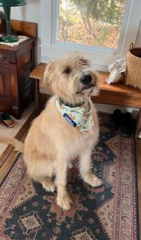 Irish Wolfhound Dogs Available for Adoption in Darien Center, New York - Leo | PetCurious