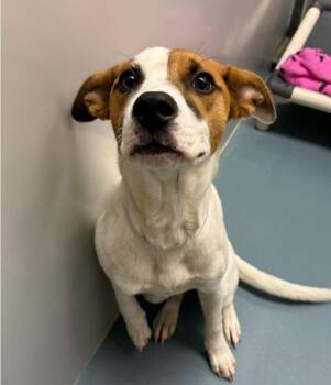 American Staffordshire Terrier and Beagle Dogs Available for Adoption in Sedalia, Colorado - Cece | PetCurious