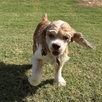 BRIAR -  Cocker Spaniel Dog for Adoption in Phoenix, Arizona - BRIAR | PetCurious