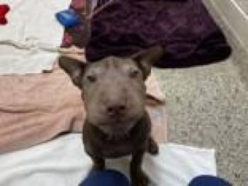 Shar Pei and Labrador Retriever Dogs Available for Adoption in Whitby, Ontario - Spring Roll | PetCurious