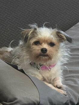 Sadie -  Shih Tzu and Chihuahua Dog for Adoption in Winston-salem, North Carolina - Sadie | PetCurious