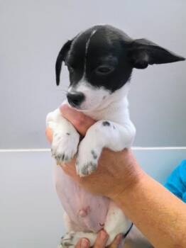 Bruce -  Chihuahua and Mixed Breed Dog for Adoption in Beatrice, Nebraska - Bruce | PetCurious