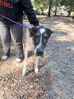 Remi (GA) -  Great Dane Dog for Adoption in New York, New York - Remi (GA) | PetCurious