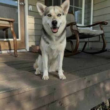 German Shepherd Dog and Siberian Husky Dogs Available for Adoption - Del | PetCurious