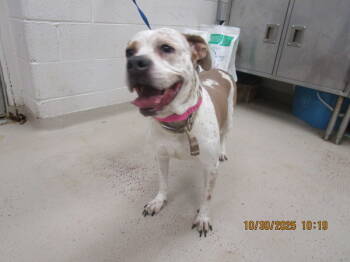 Rescue Pit Bull Terrier Dogs for Adoption in Marietta, Georgia - Snowball (831) | PetCurious