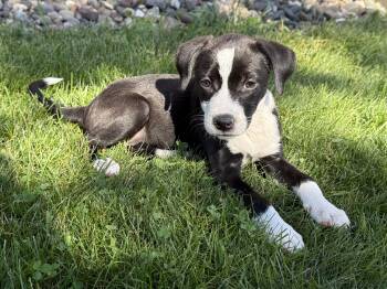 Mari -  Retriever Dog for Adoption in Minneapolis, Minnesota - Mari | PetCurious