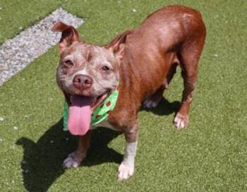 Mixed Breed Dogs Available for Adoption in Athens, Georgia - Chili | PetCurious