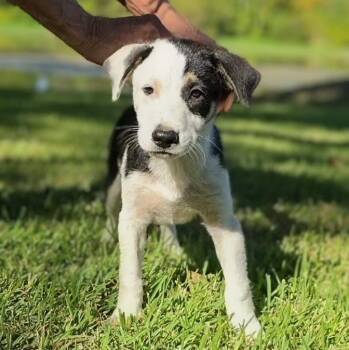 Patches -  Mixed Breed Dog for Adoption in Cleveland, Texas - Patches | PetCurious