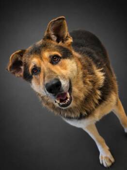 Max -  German Shepherd Dog and Mixed Breed Dog for Adoption in Bowling Green, Kentucky - Max | PetCurious