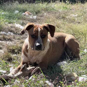 Tater -  Boxer Dog for Adoption in Junction City, Kentucky - Tater | PetCurious