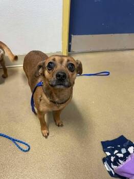 Rescue Pug and Chihuahua Dogs for Adoption in Fruit Heights, Utah - Fury | PetCurious