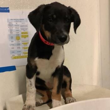 IVHS-Stray-143372 -  Cattle Dog and German Shepherd Dog Dog for Adoption in San Gabriel, California - IVHS-Stray-143372 | PetCurious