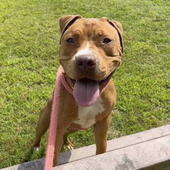 Rescue Mixed Breed Dogs for Adoption in Vineland, New Jersey - Josh | PetCurious
