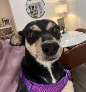 Callie -  Chihuahua and Dachshund Dog for Adoption in Dallas, Texas - Callie | PetCurious