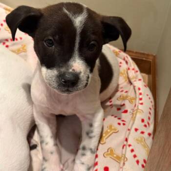 Mixed Breed Dogs Available for Adoption in Buffalo, Minnesota - Deuce | PetCurious