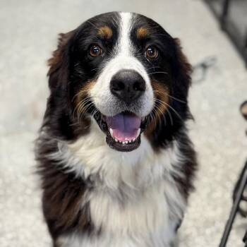 Bernese Mountain Dog Dogs Available for Adoption in Houston, Texas - Hudson (Calm, Loyal, Dog & Family Friendly, House Trained) | PetCurious