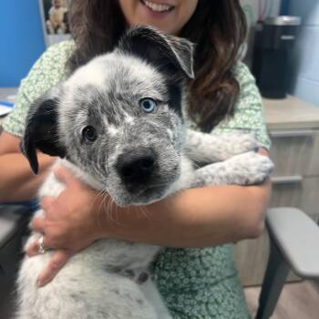 Great Pyrenees and Cattle Dog Dogs Available for Adoption in Chesapeake, Virginia - Howdy | PetCurious