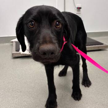 Ripley -  Black Labrador Retriever and Terrier Dog for Adoption in Abilene, Texas - Ripley | PetCurious