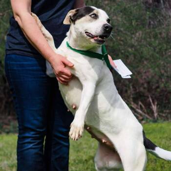 Rescue Beagle Dogs for Adoption in Enterprise, Alabama - Queen | PetCurious