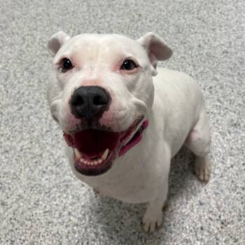 Rescue American Staffordshire Terrier Dogs for Adoption in Wilmington, Delaware - Pepper (fka Glimmer) | PetCurious