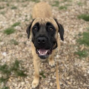 Triska -  Mixed Breed Dog for Adoption in Janesville, Wisconsin - Triska | PetCurious
